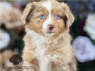 Puerto Rico Ojazos! Mini Australian Shepherd - Los Osos, Perros Gatos y Caballos