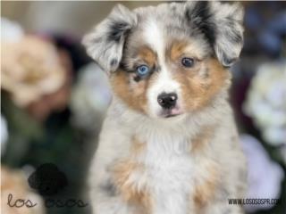 Puerto Rico Blue Merle Mini Australian - Los Osos PR, Perros Gatos y Caballos