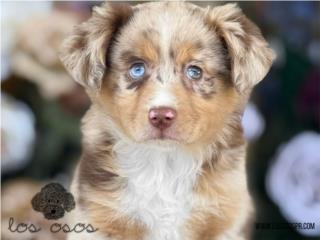 Puerto Rico Exotico! Mini Australian - Los Osos PR, Perros Gatos y Caballos