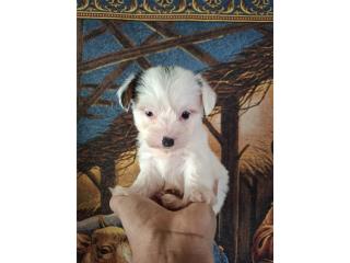 TOY YORKIE PARTY COLOR MACHITO, DOG LOVERS