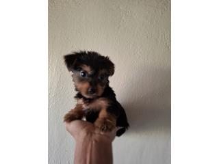 TOY YORKIE MACHO SOLO UNO, DOG LOVERS