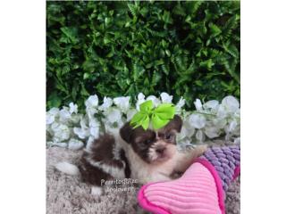 SHIH-TZU TOY HEMBRAS Y MACHO CON PAPELES , Perritos P.R zc