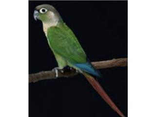 Green cheeck ancestral (( bebe )), JG Aviario