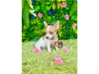 Chihuahua toy Nena con Papeles , Happy Tails PR 