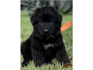 German Shepherd Black AKC, RM Pets