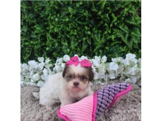 SHIH-TZU TOY HEMBRAS Y MACHO CON PAPELES , Perritos P.R zc