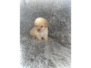 Toy Poodle hembras papeles AKC  Puerto Rico