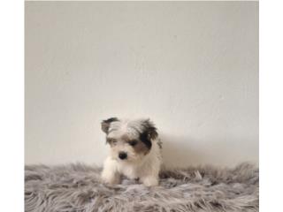 YORKIE TOY MACHO PARTY COLOR , Puppy