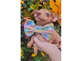 TOY CHIHUAHUA Precioso  , PUPS