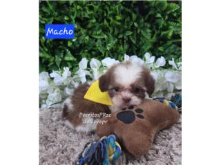 SHIH-TZU TOY HEMBRAS Y MACHO CON PAPELES , Perritos P.R zc