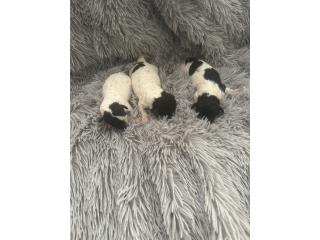 Toy Poodle Paty color H y M papeles AKC  Puerto Rico
