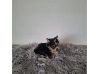 YORKIE TOY MACHO BLACK & GOLD, Puppy