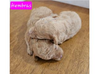POODLE TOY HEMBRAS AKC, Perritos P.R zc