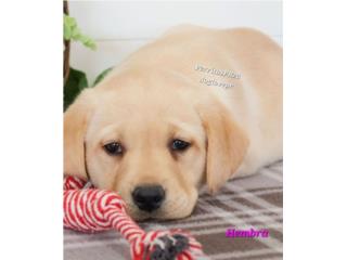 LABRADOR HEMBEA YELLOW BIG BONE CON PAPELES , Perritos P.R zc