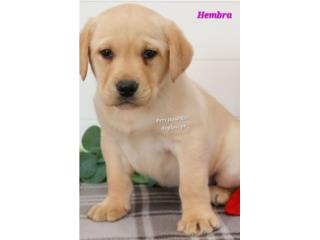 LABRADOR YELLOW HEMBRA BIG BONE CON PAPELES , Perritos P.R zc