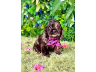 Cocker Spaniel Nena con papeles , Happy Tails PR 