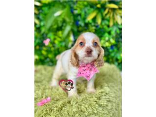 Cocker spaniel Nena ojos Azules con papeles , Happy Tails PR 