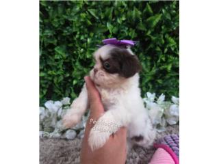 SHIH-TZU TOY HEMBRAS Y MACHO CON PAPELES , Perritos P.R zc