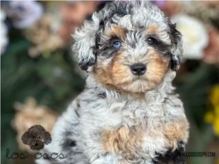 Puerto Rico Mini Poodle Blue Merle - Los Osos PR, Perros Gatos y Caballos