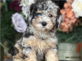 Puerto Rico Mini Poodle Tri Merle - Los Osos PR, Perros Gatos y Caballos