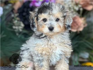 Puerto Rico Nena Mini Poodle Merle - Los Osos PR, Perros Gatos y Caballos