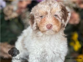 Puerto Rico Mini Poodle Red Merle ojos Verdes - Los Osos, Perros Gatos y Caballos