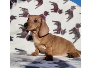 Salchicha Daschund hembra red Dapple , Zahira 