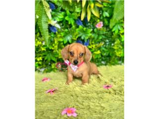 Dachshund mini Nena con papeles , Happy Tails PR 