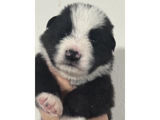 German Shepherd AKC panda, RM Pets