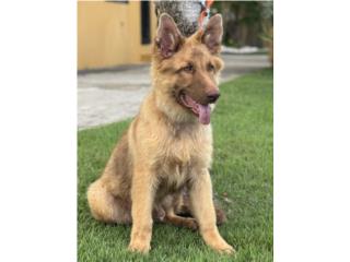 German Shepherd liver AKC, RM Pets