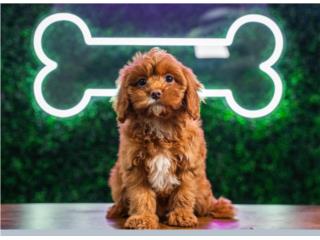 Puerto Rico HARA CAVAPOO (VISITANOS EN GUAYNABO ), Perros Gatos y Caballos