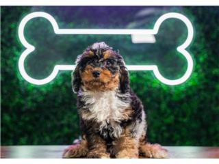 Puerto Rico BARCELONA F1B COCKAPOO (VISITANOS EN GUAYNABO), Perros Gatos y Caballos
