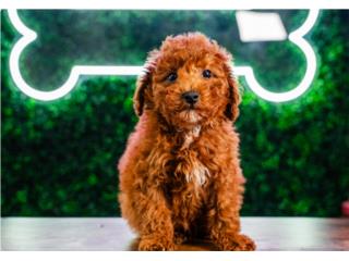 Puerto Rico LILO F1B PETITE GOLDENDOODLE (VISITANOS EN GU, Perros Gatos y Caballos