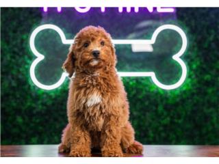 Puerto Rico HAZEL F1B PETITE GOLDENDOODLE(VISITANOS EN GU, Perros Gatos y Caballos