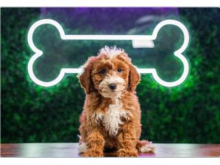 Puerto Rico HEIDI F1B PETITE GOLDENDOODLE (VISITANOS EN G, Perros Gatos y Caballos