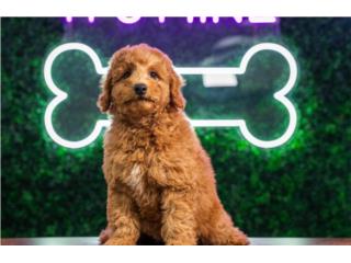 Puerto Rico MONTEGO F1B PETITE GOLDENDOODLE(VISITANOS EN , Perros Gatos y Caballos