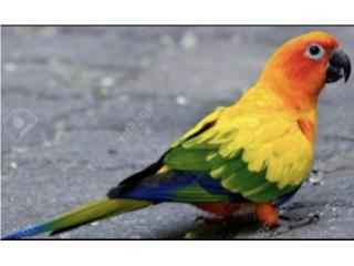 Sun conure ( bebe ) puros hand feeding , JG Aviario