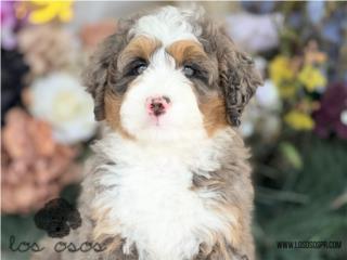 Puerto Rico Increible! Merle Bernedoodle - Los Osos PR, Perros Gatos y Caballos
