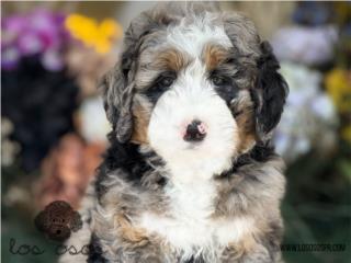 Puerto Rico Bernedoodle Blue Merle - Los Osos PR, Perros Gatos y Caballos