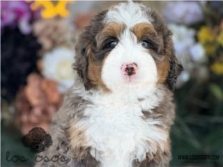 Puerto Rico WOW Bernedoodle Phantom Merle - Los Osos PR, Perros Gatos y Caballos
