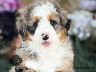 Macho Bernedoodle Increible!! - Los Osos PR, Mascotas Puerto Rico
