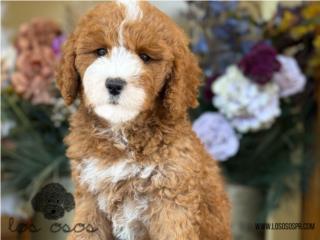 Puerto Rico Hermosa Poodle Mediana - Los Osos PR, Perros Gatos y Caballos