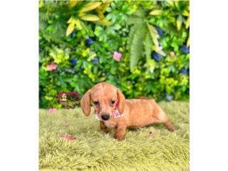 Dachshund mini nena con papeles , Happy Tails PR 