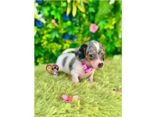 Dachshund mini Nena con papeles , Happy Tails PR 