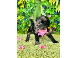Mini Doodle nena , Happy Tails PR 