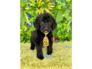 Mini Doodle nene , Happy Tails PR 