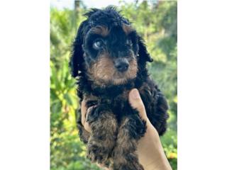 Nimbus - Mini Goldendoodle Macho, Everlasting Doodles