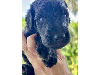 Lucan - Goldendoodle Macho, Everlasting Doodles