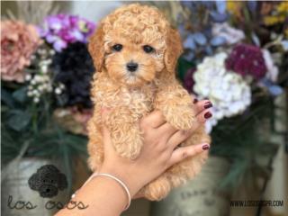 Puerto Rico Toy Mini Poodle AKC - Los Osos PR, Perros Gatos y Caballos