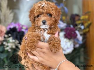 Puerto Rico Toy Mini Poodle AKC WOW! - Los Osos PR, Perros Gatos y Caballos